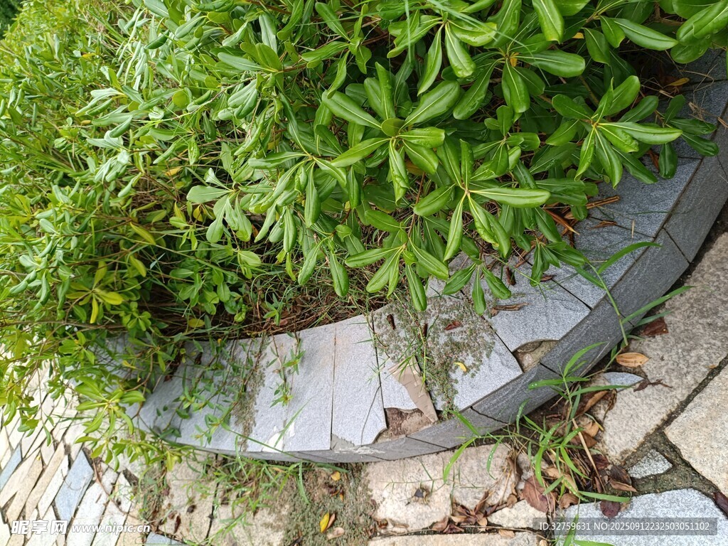 路边绿植与石板景观