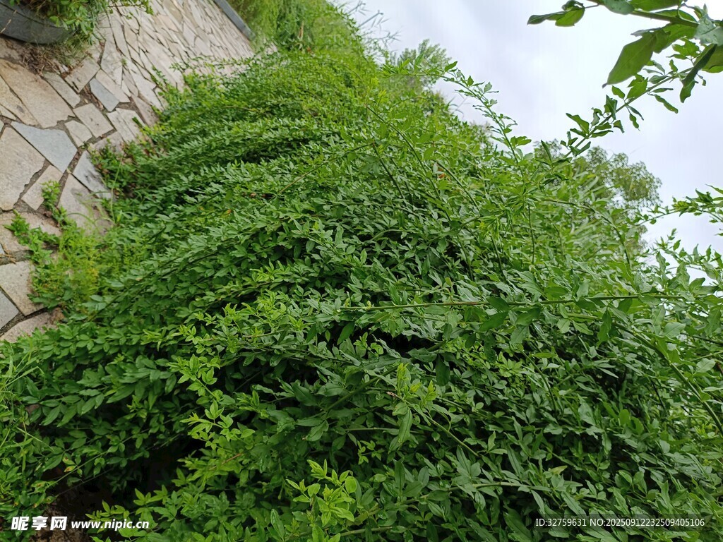 爬满墙面的翠绿藤蔓植物