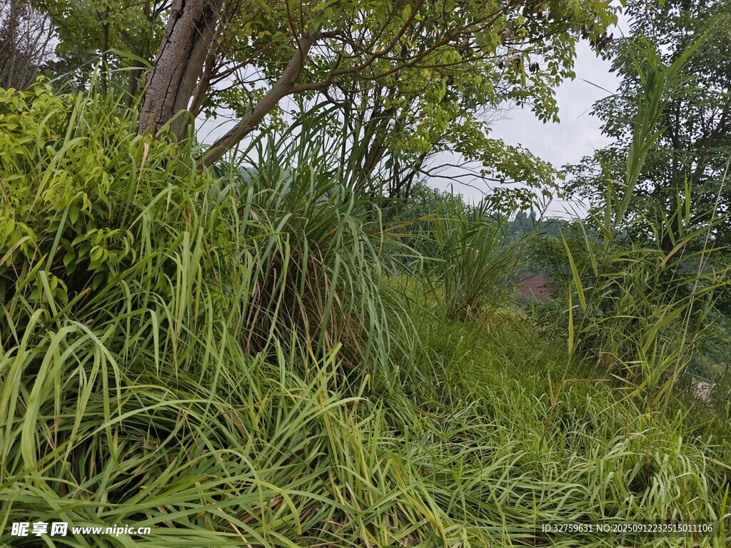 茂密丛林中的繁茂绿植