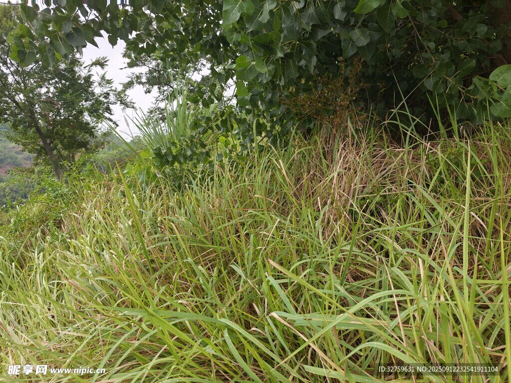 野外茂盛的绿色草丛