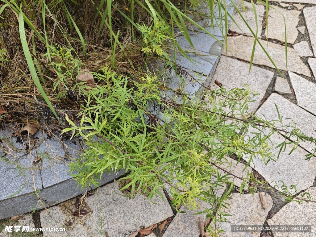 石缝中生长的嫩绿植物
