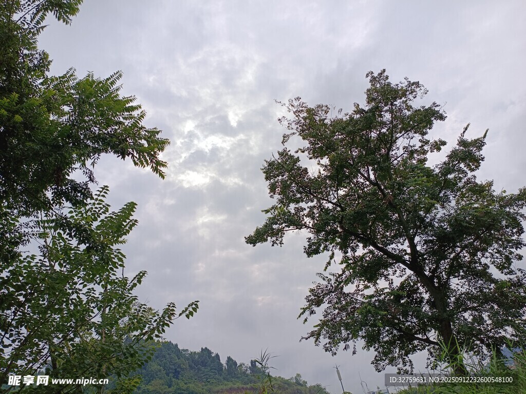 林间树木与天空景致
