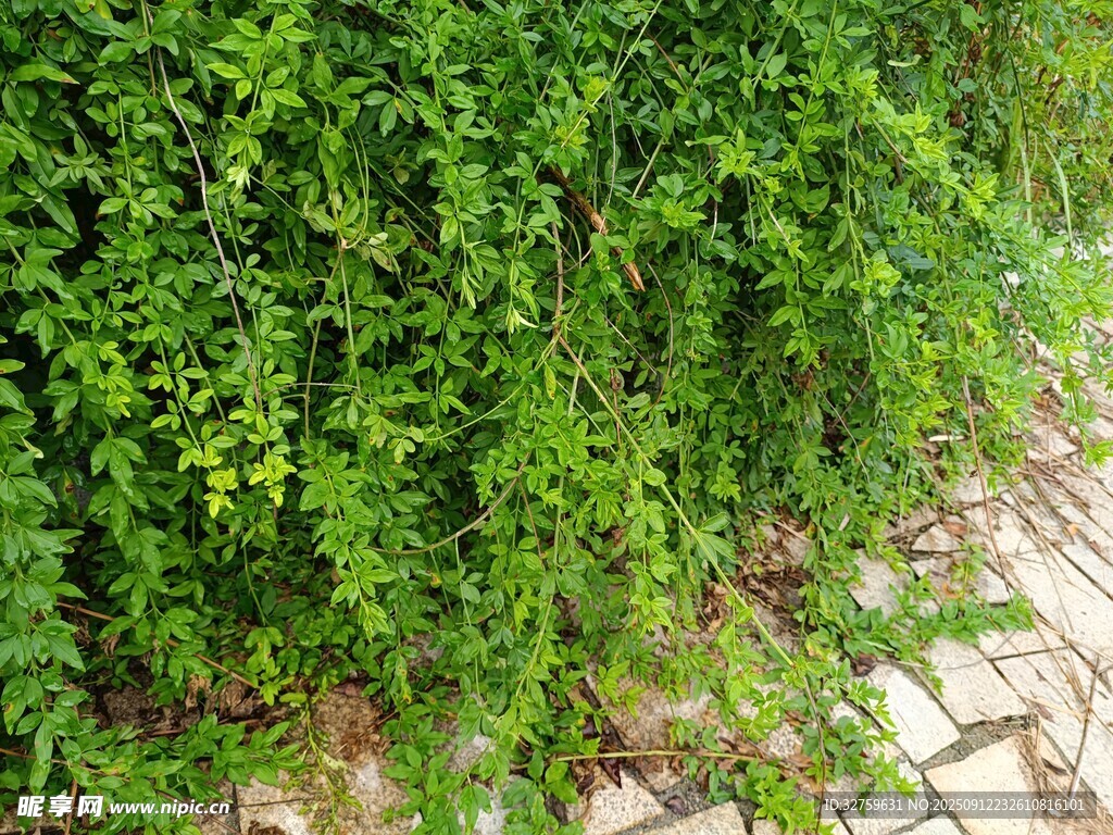 墙边繁茂绿植景观