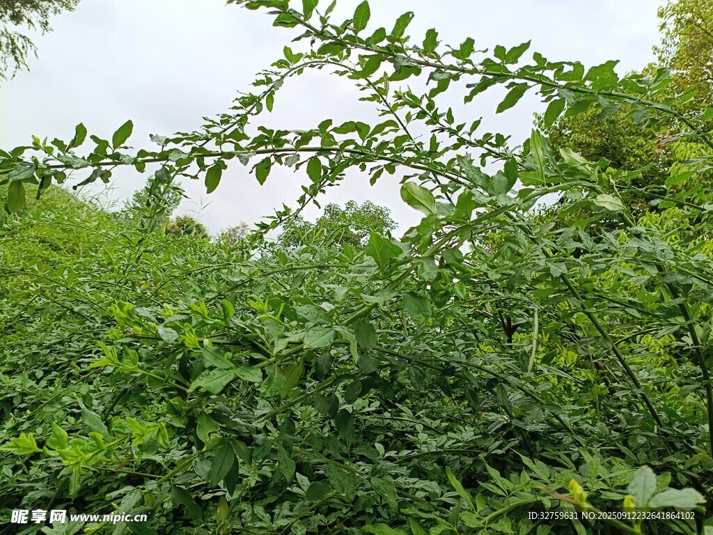 繁茂绿植景观