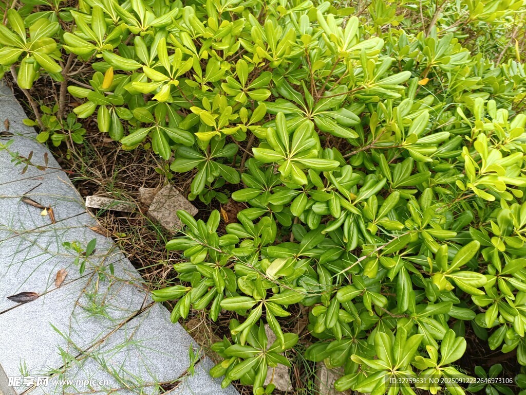 绿叶繁茂的植物景观