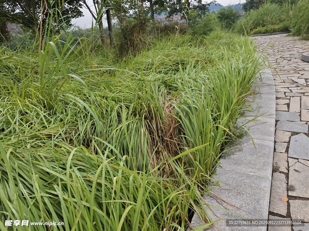 石板路旁的葱郁野草