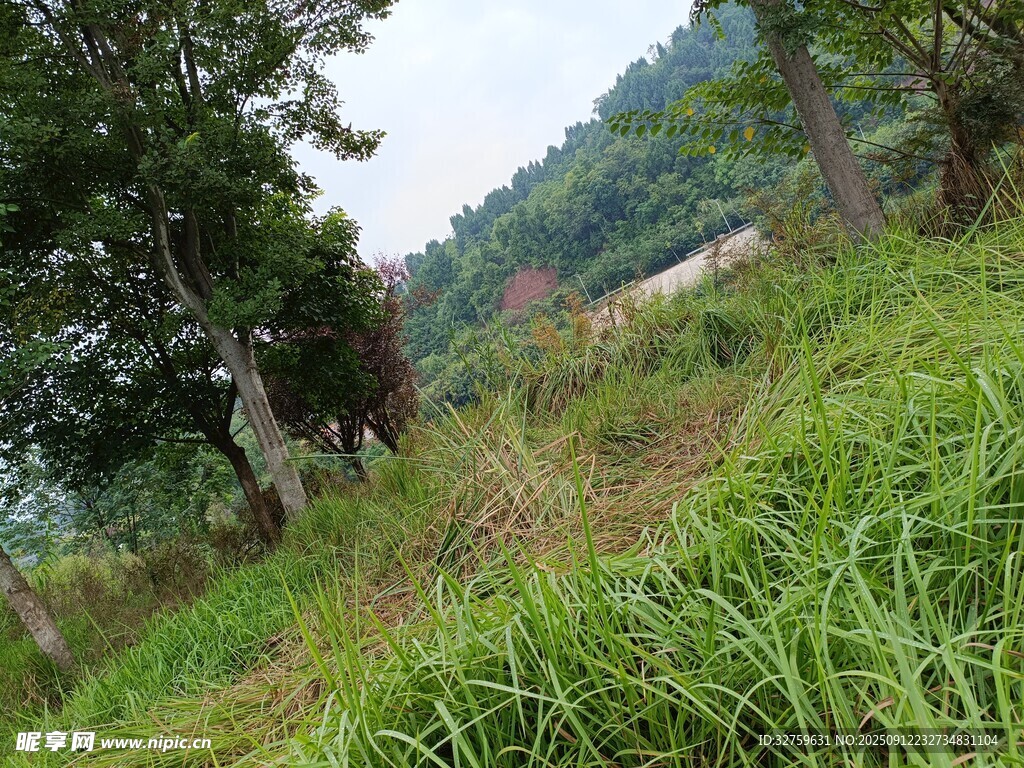 乡村野外绿意盎然景致