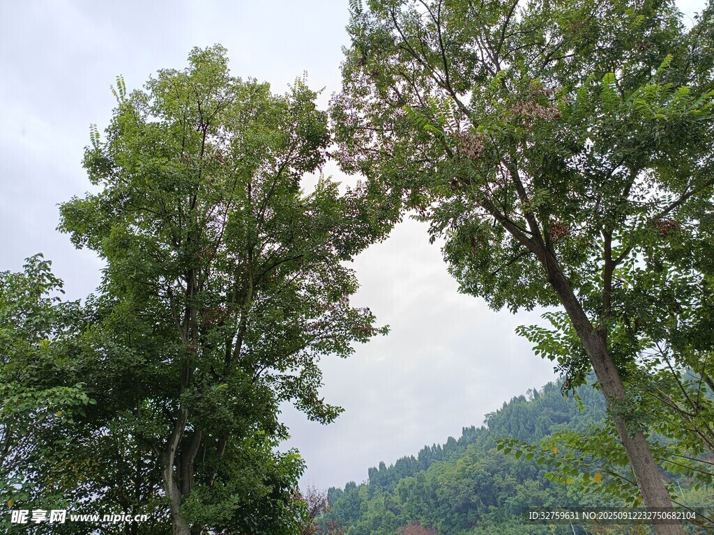 山林间葱郁树木景观