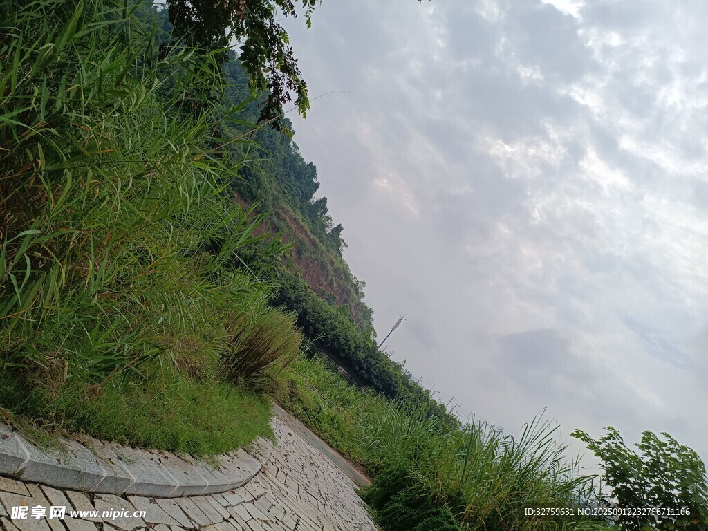 山间小径旁的葱郁植被