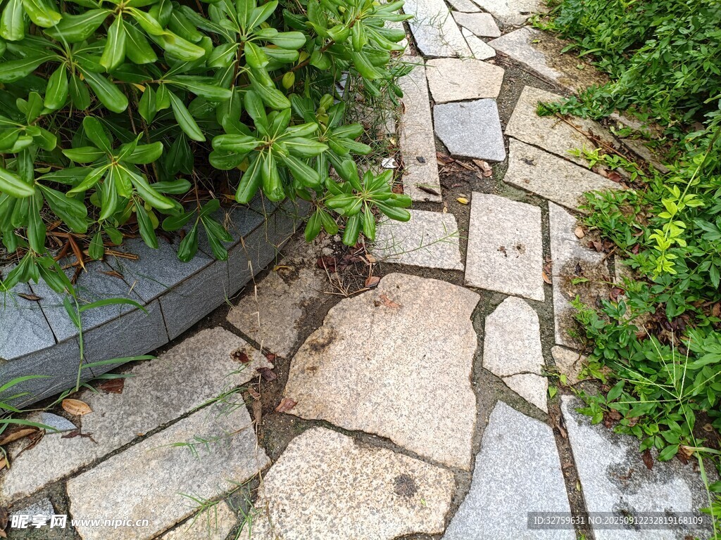 石板小径旁的绿植景致