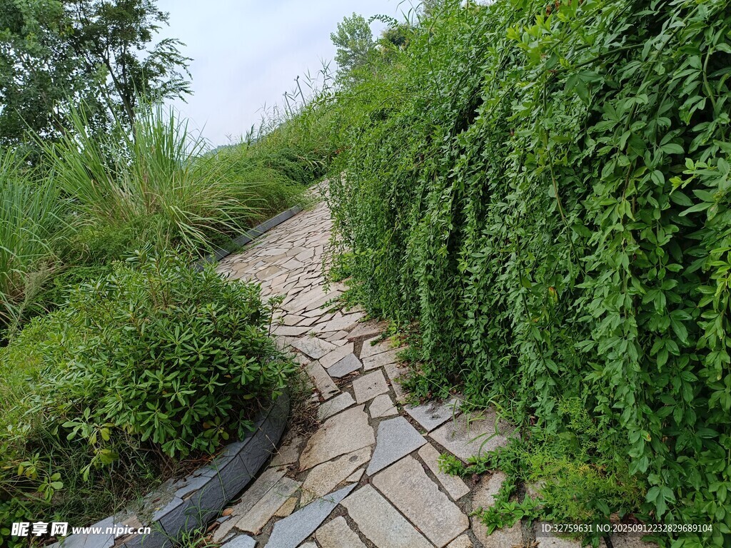 蜿蜒石径旁的繁茂绿植