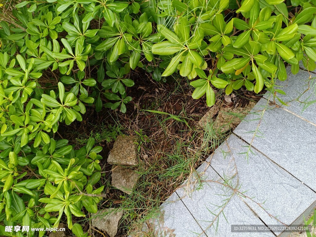 路边绿植与石板缝隙场景
