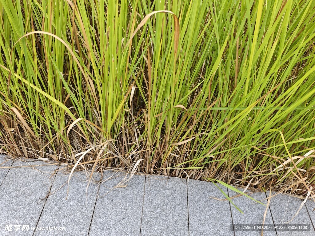路边翠绿的蓬勃青草
