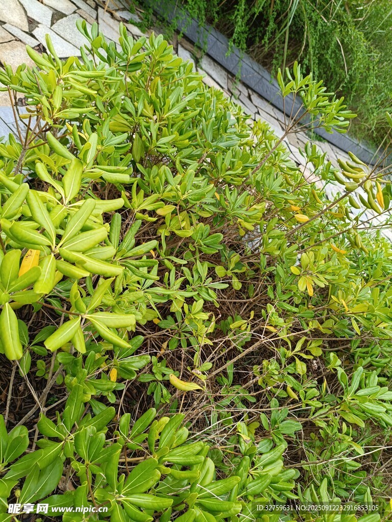 绿叶繁茂的植物景观