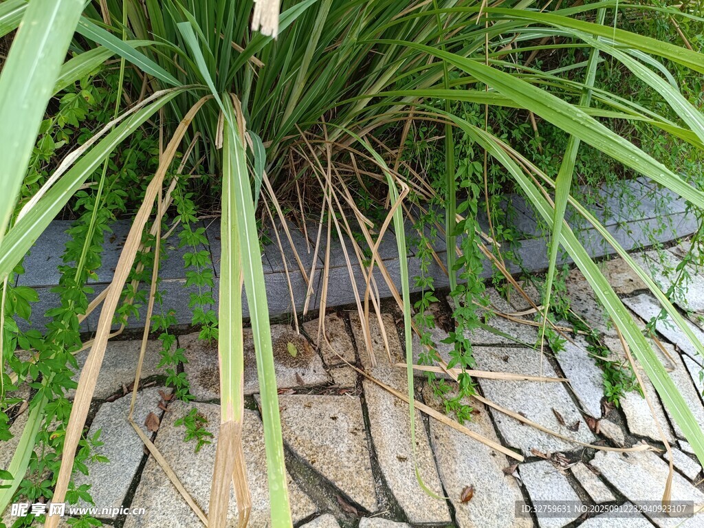 墙边绿植