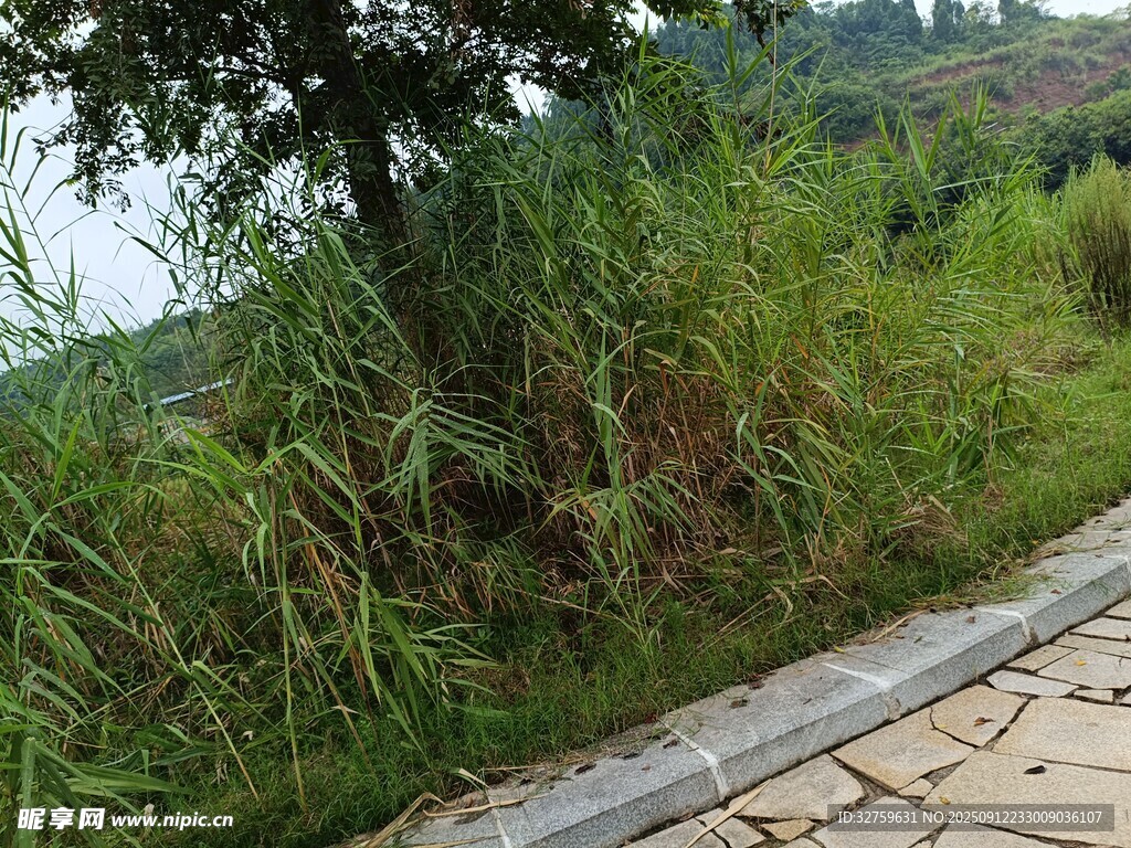 路边繁茂绿植景观