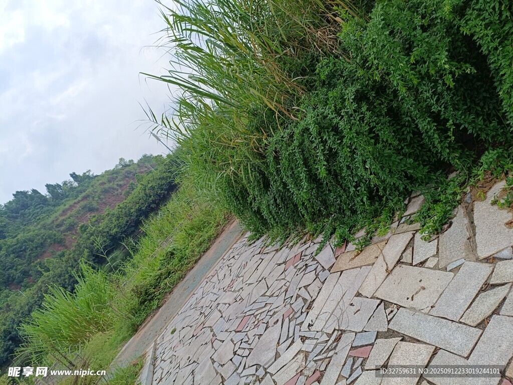石砌小径旁的葱郁绿植