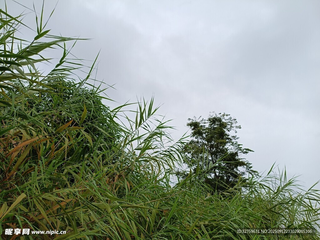 野外繁茂草木与天空景象