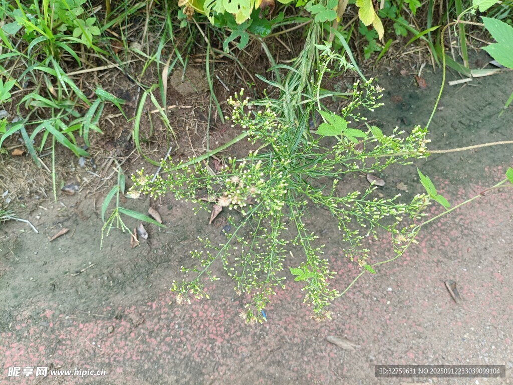 地面生长的绿色植物
