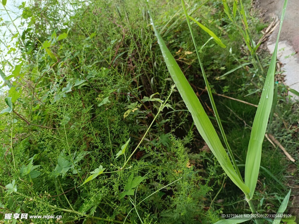 野外丛生的绿色植物