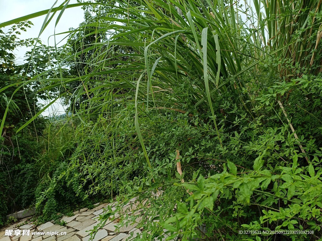 繁茂绿植景观