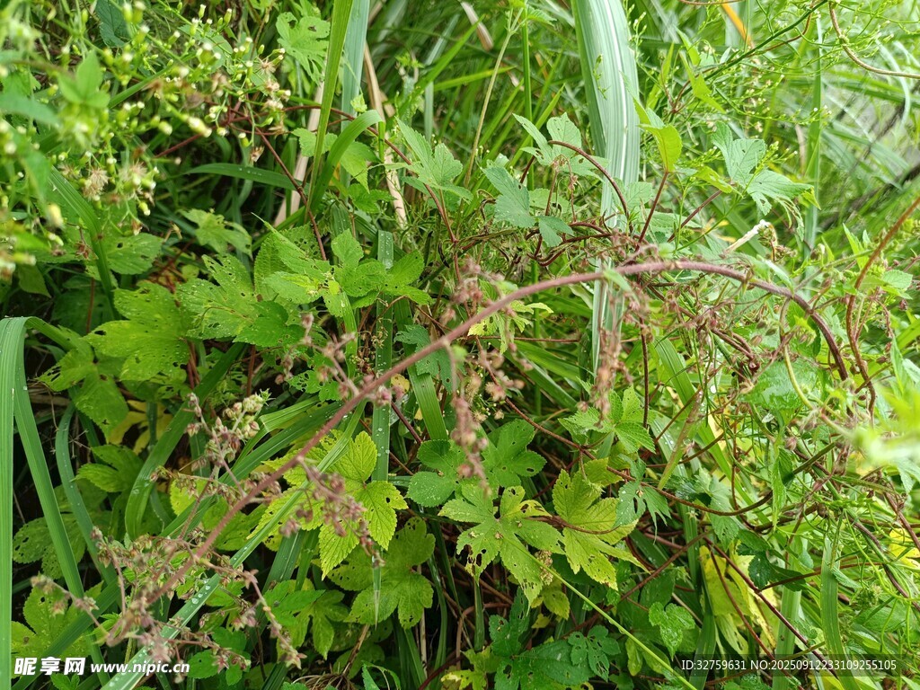 繁茂绿植