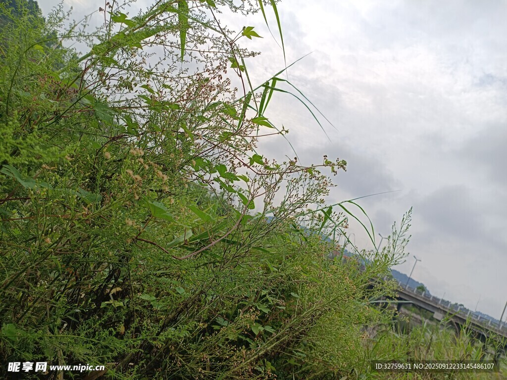 野外繁茂绿植景观
