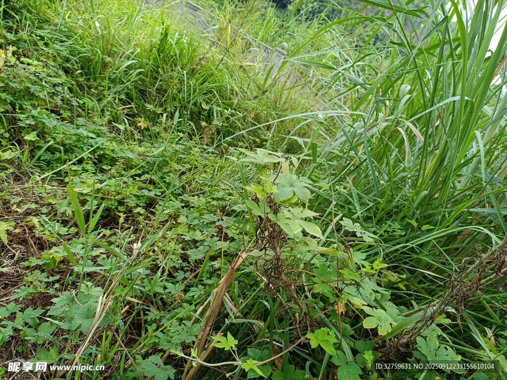 繁茂的野外植物景观