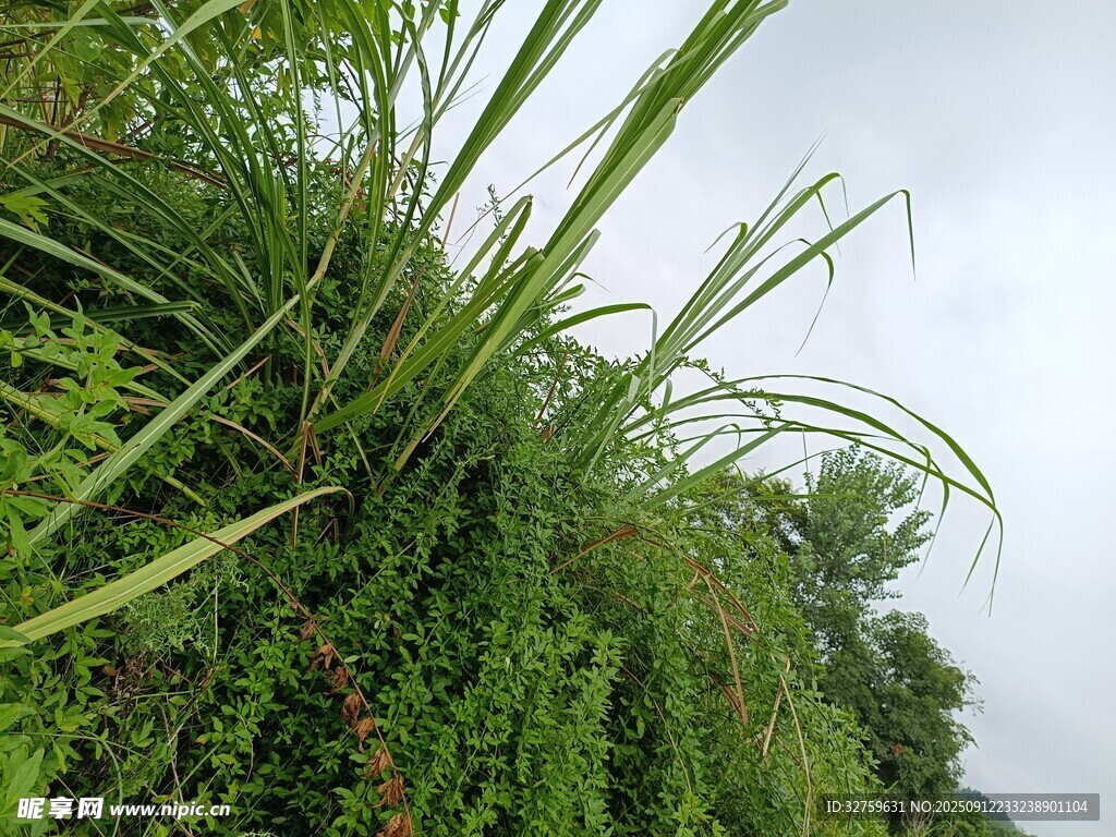 绿意盎然的植物墙景观
