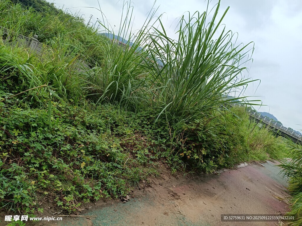 乡间小路旁的繁茂绿植