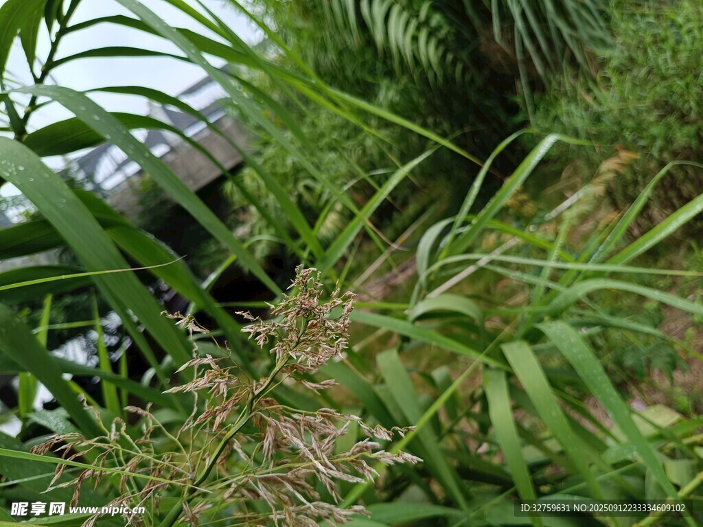 茂密绿植景观