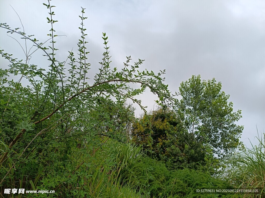 野外繁茂绿植与朦胧天空