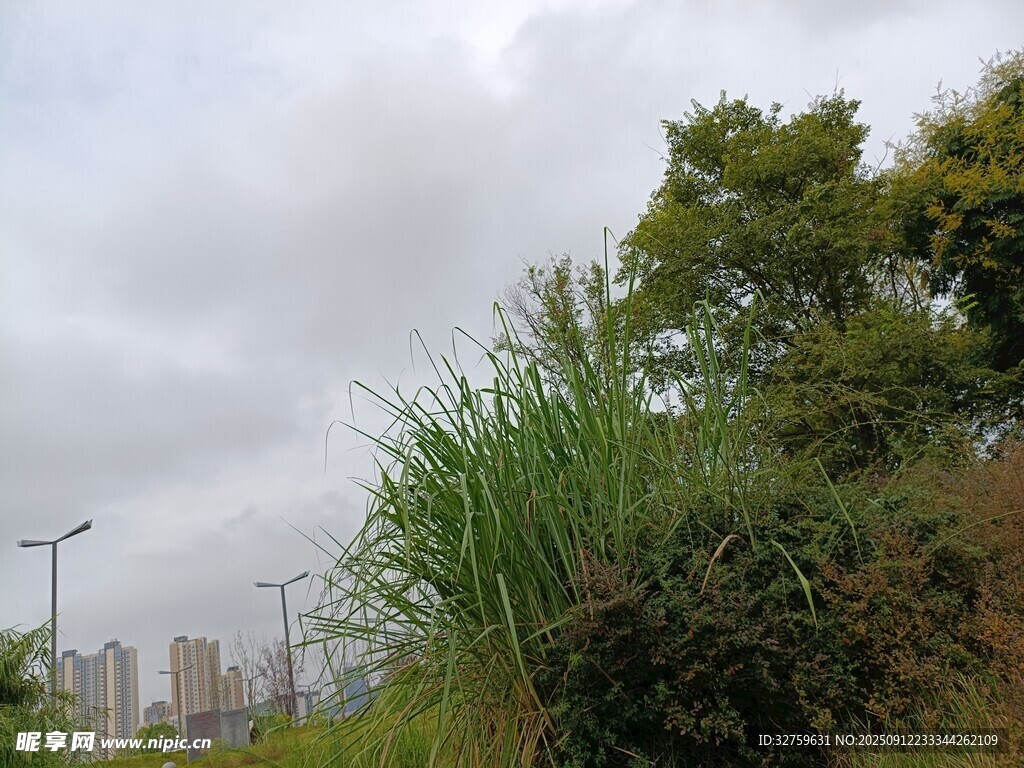 城市边的绿植与远处建筑