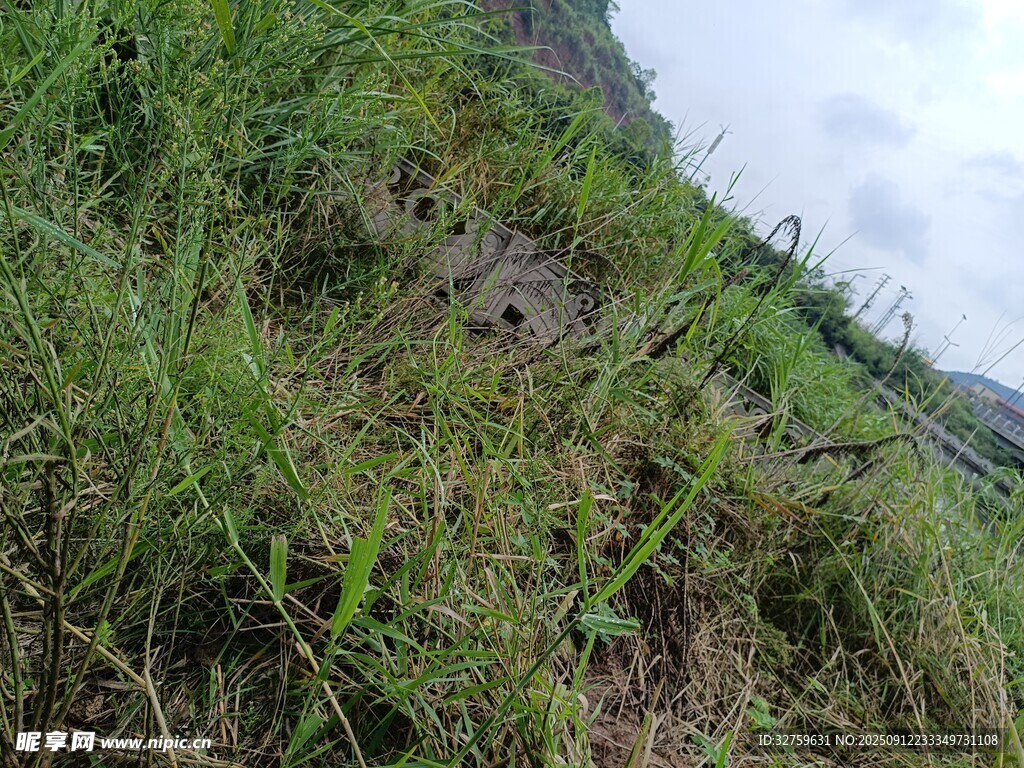 山坡上的茂盛绿色野草