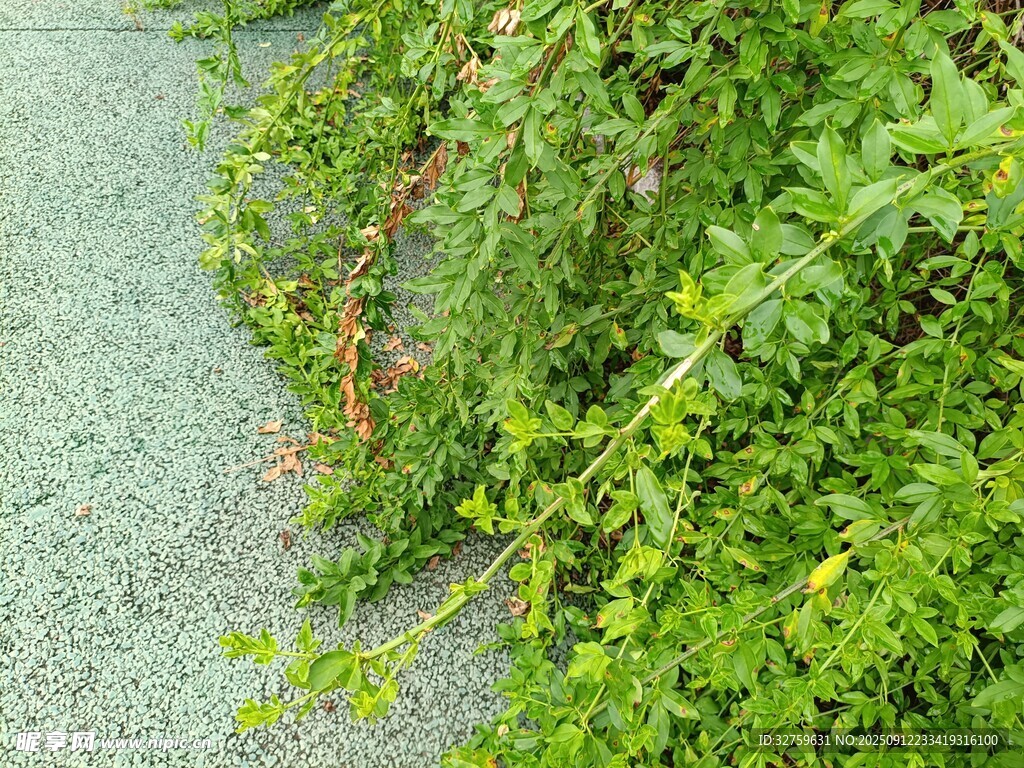 路边茂盛的绿色植物