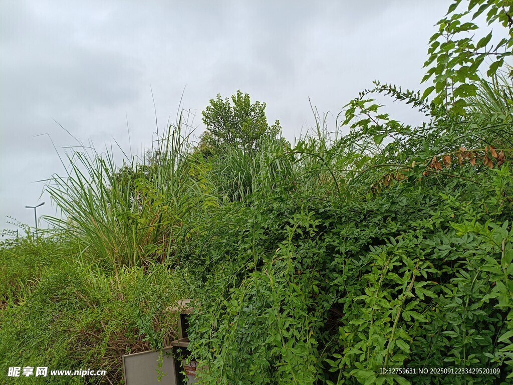 绿意盎然的户外植被景观