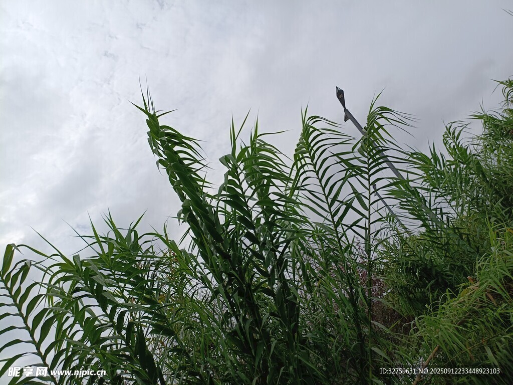 天空下的葱郁植物