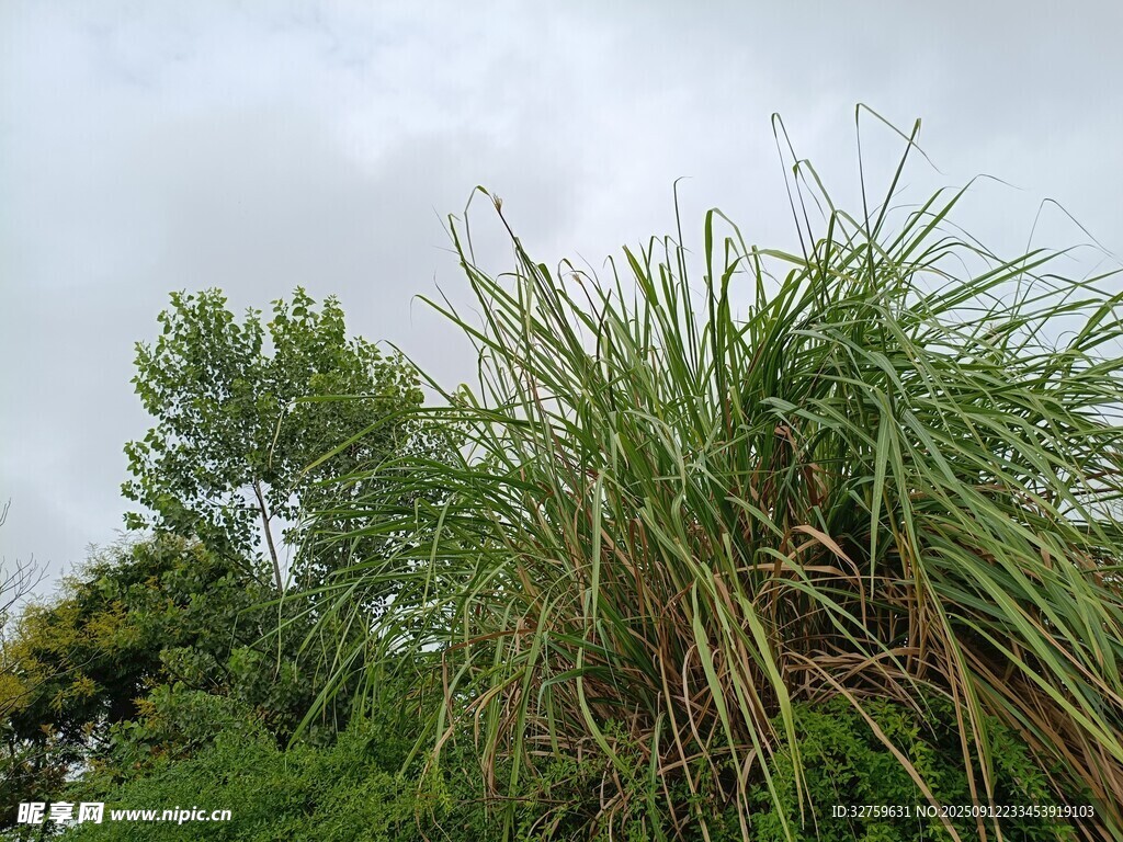 野外茂盛的高大甘蔗植株