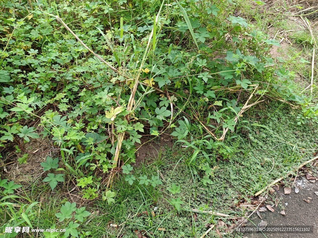 路边繁茂的绿色植物