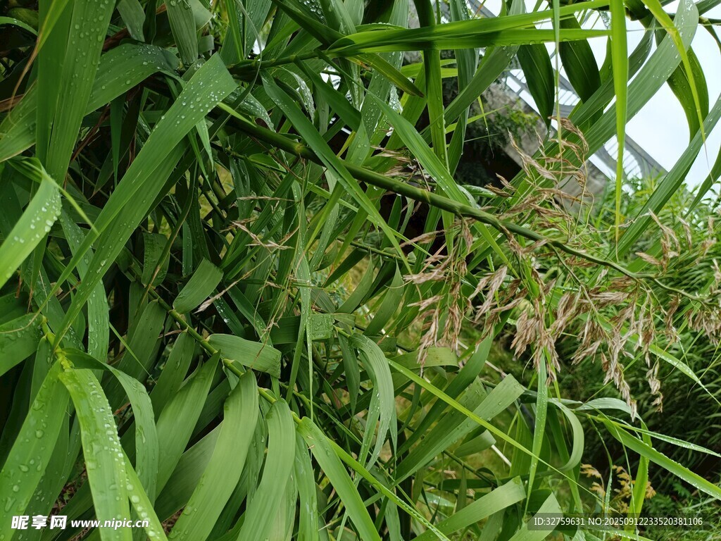 翠绿繁茂的植物枝叶