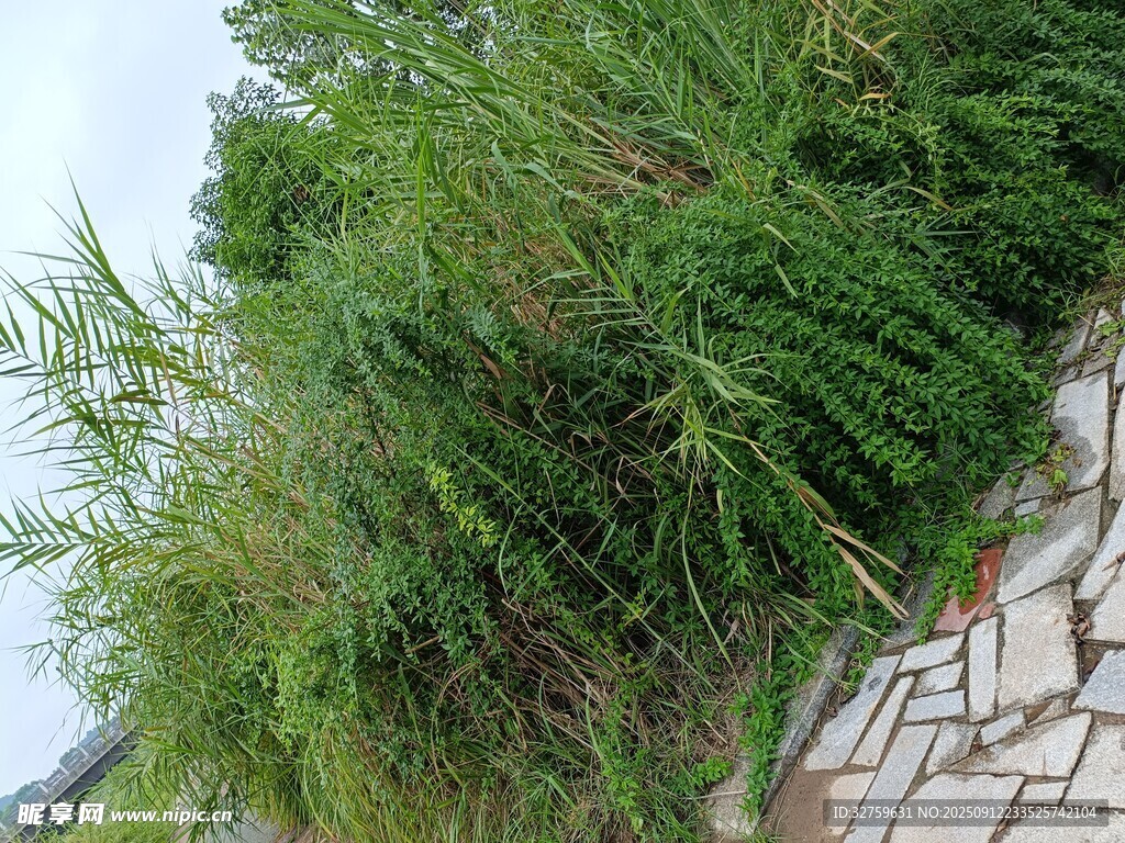 石缝边的茂盛绿植