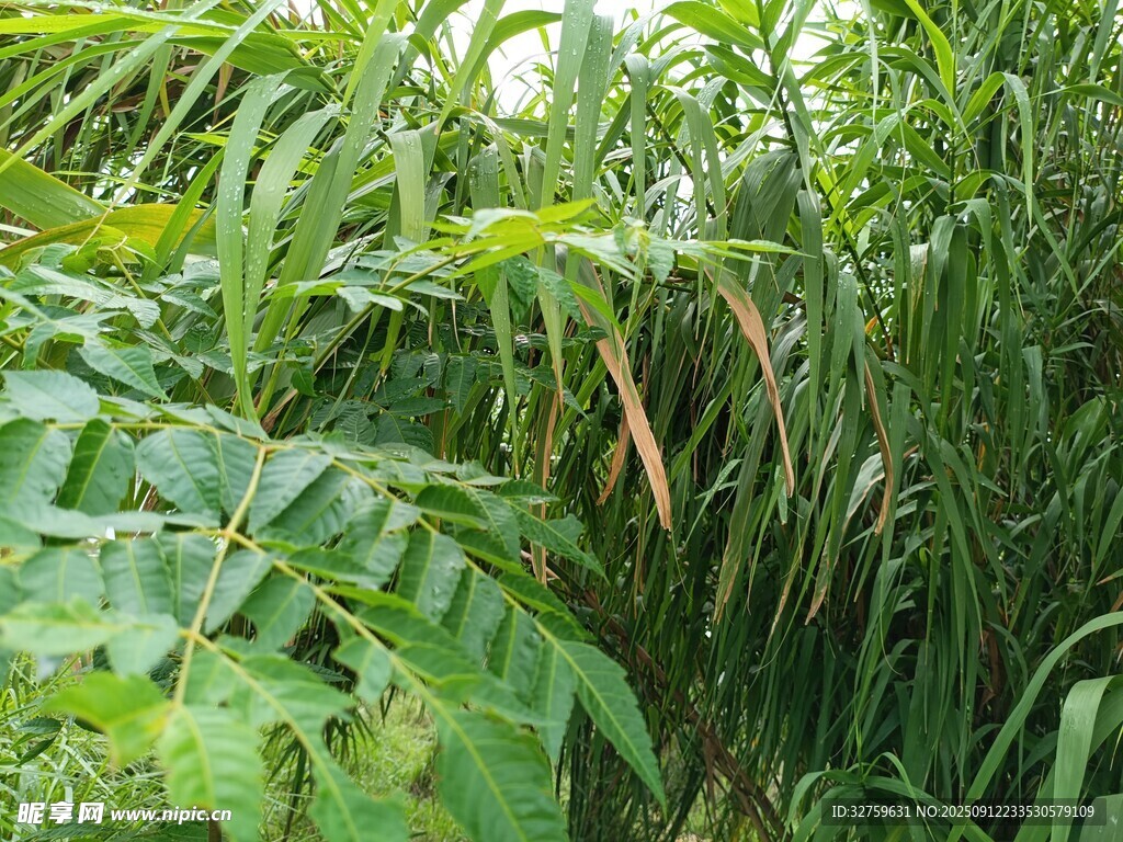繁茂绿植景观