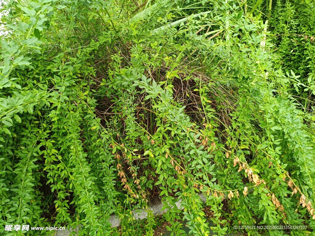 茂盛绿植景观