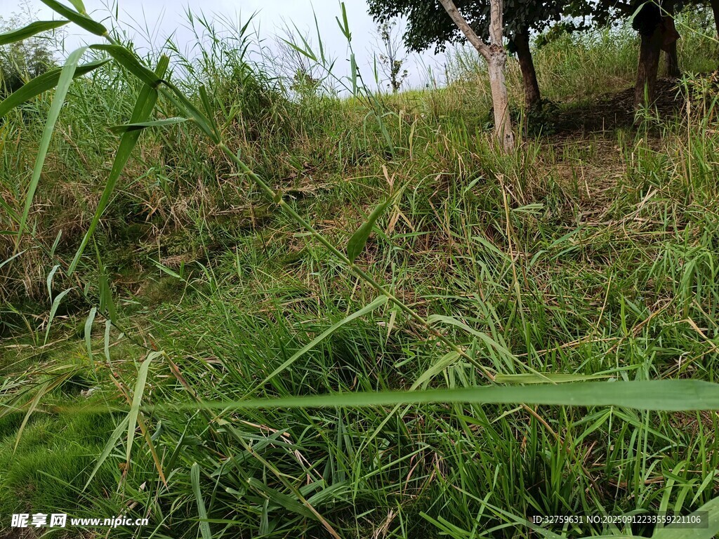 野外茂盛的绿色草地