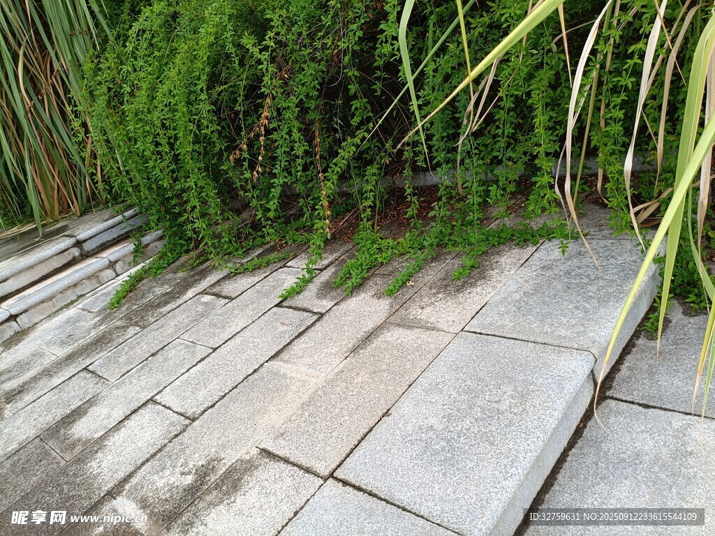 石板小径旁的葱郁绿植