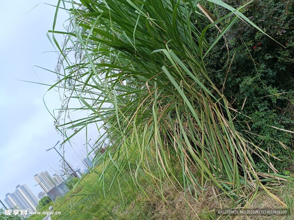 野外茂盛的绿色草丛