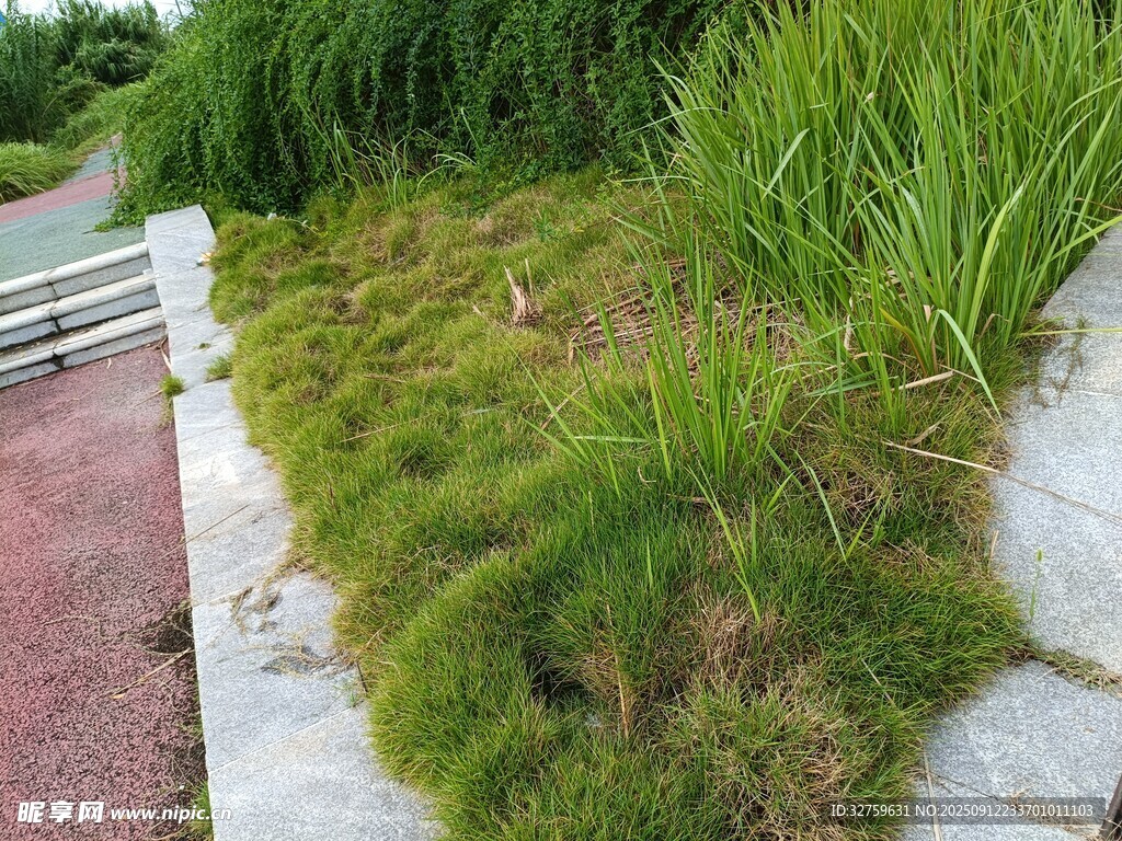路边绿植景观