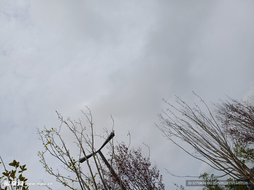 天空中飞翔的鸟儿与树木