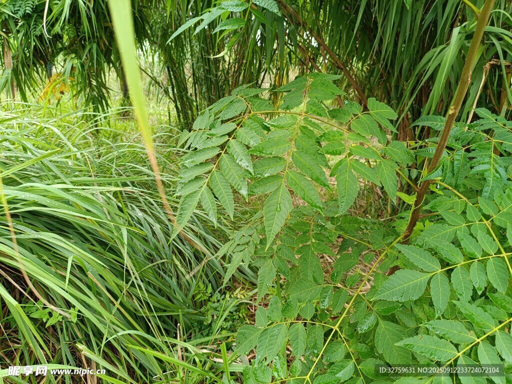 繁茂的野外绿色植物景观