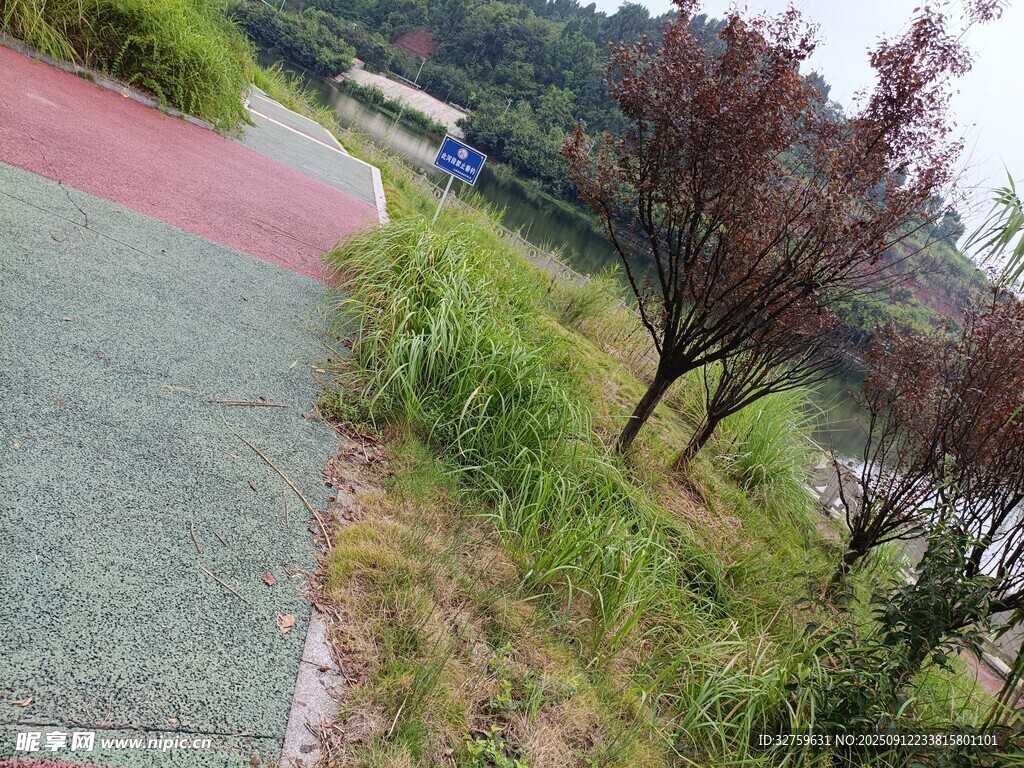 户外彩色步道旁的绿植